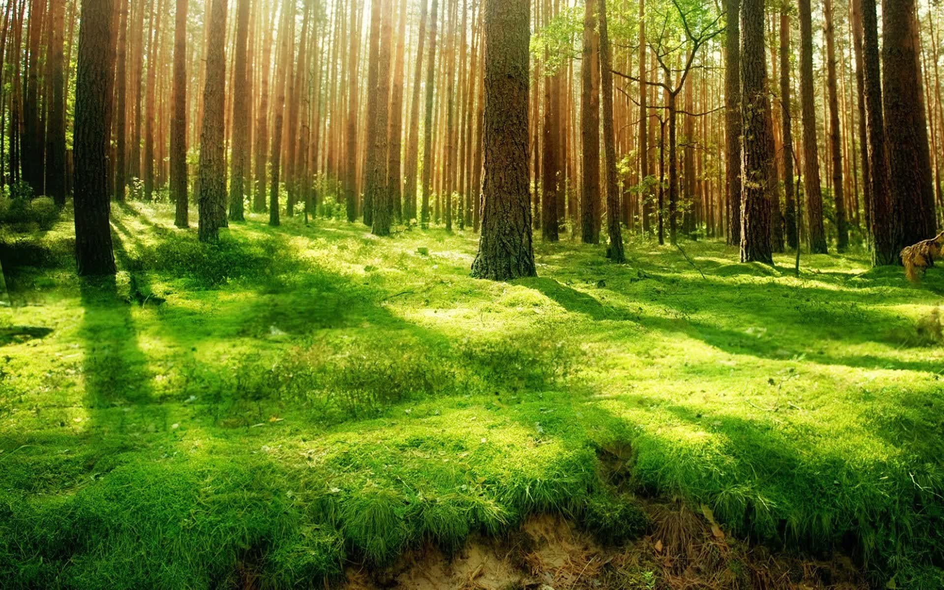 世界登山生态保护赛事认证：绿色办赛列为申办硬性条件，登山环保